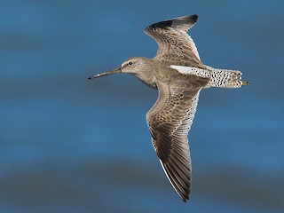 アメリカオオハシシギ - eBird