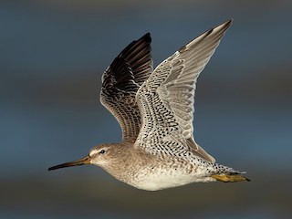 アメリカオオハシシギ - eBird