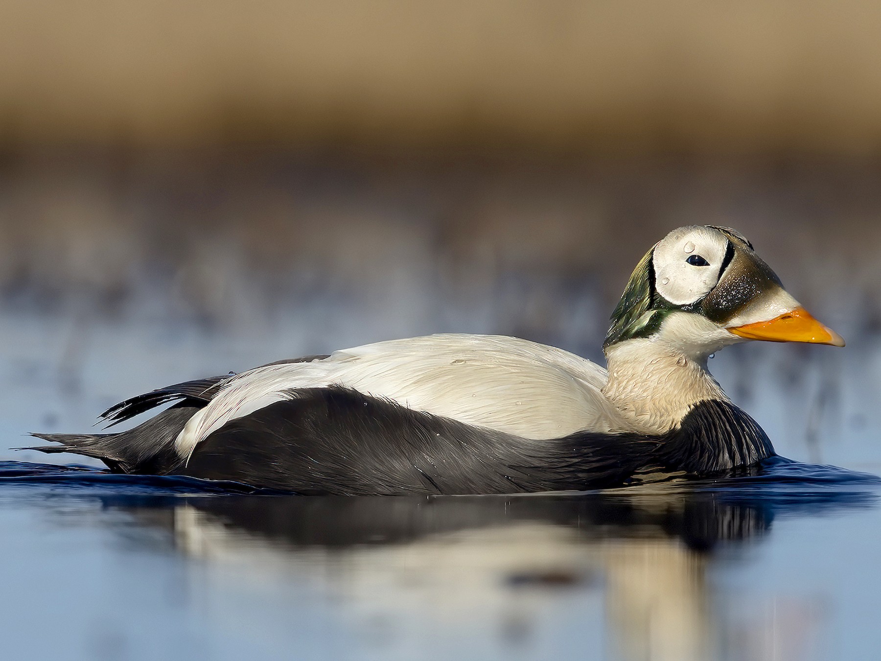 Spectacled Eider - Marco Valentini