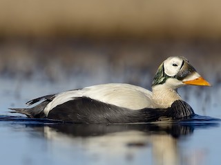 メガネケワタガモ - eBird