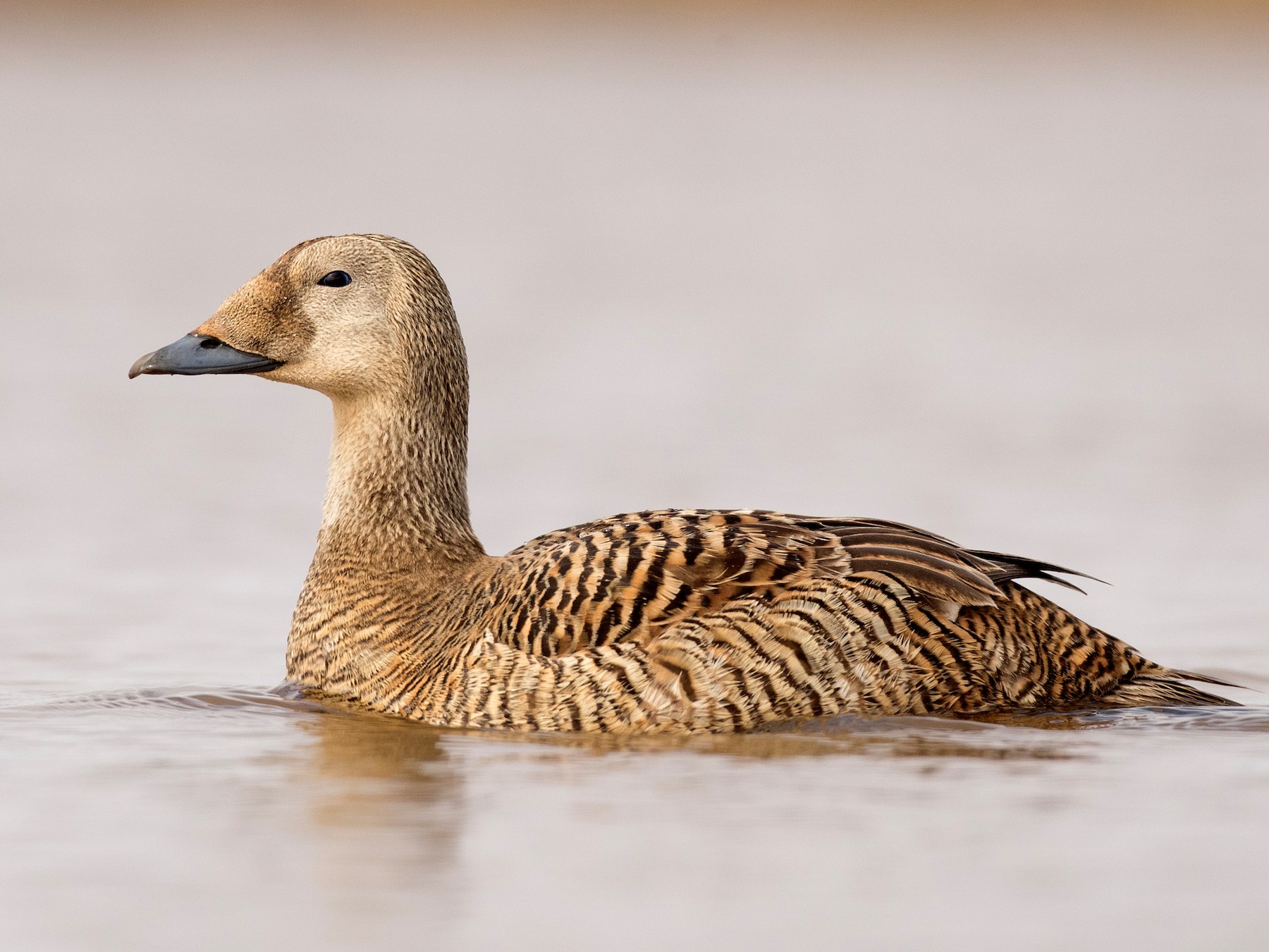 Spectacled Eider - Ian Davies