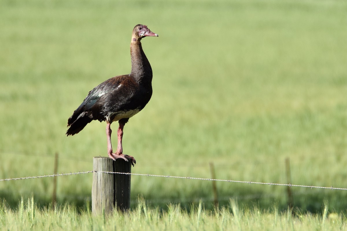 Spur-winged Goose - ML301553811