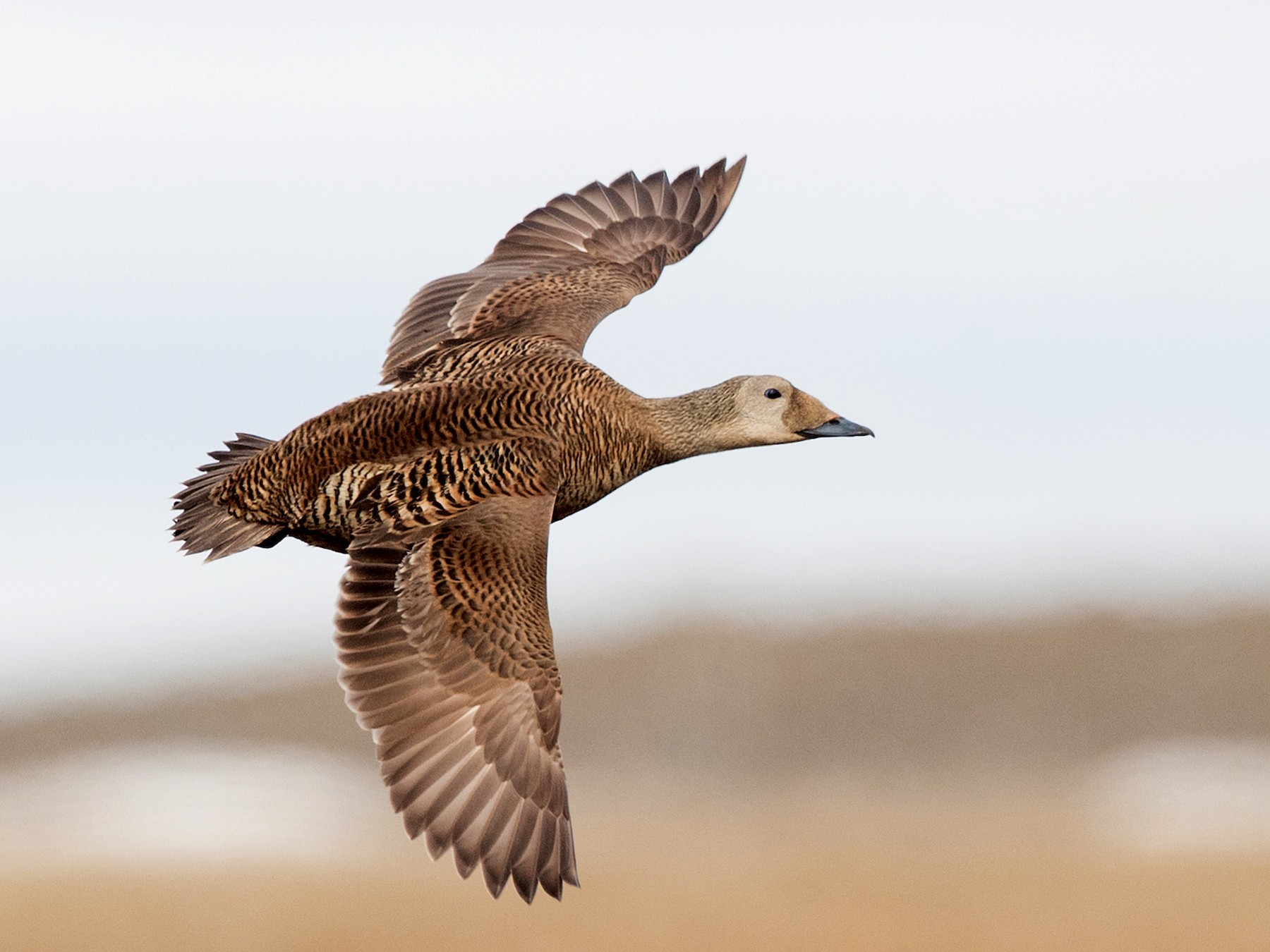 Spectacled Eider - Ian Davies