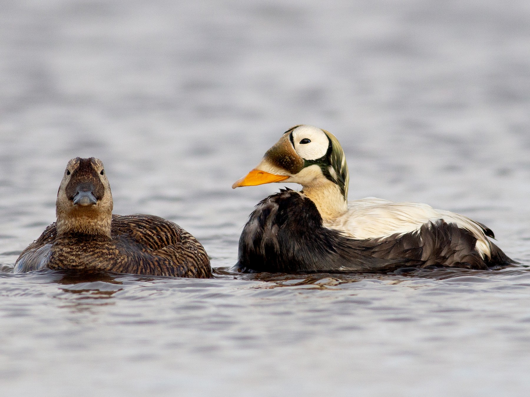 Spectacled Eider - Tom Auer