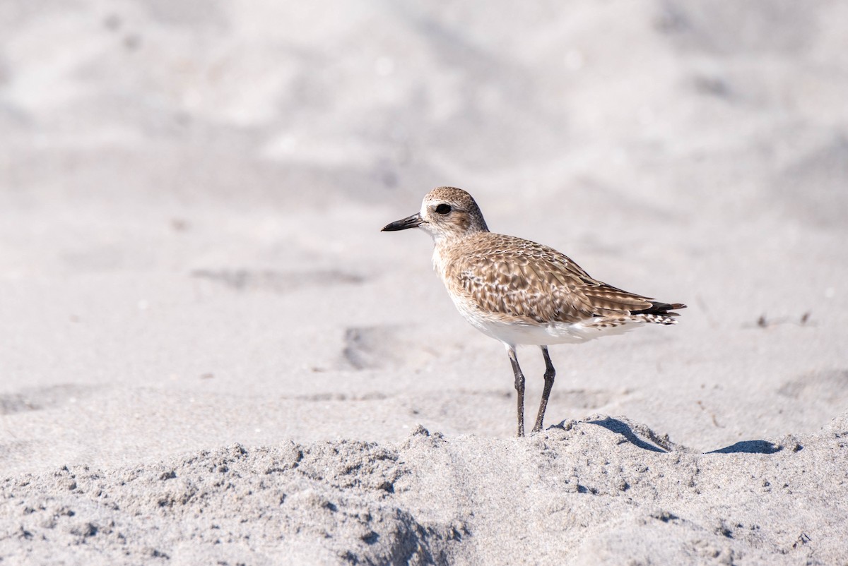 Black-bellied Plover - Frank Guenther