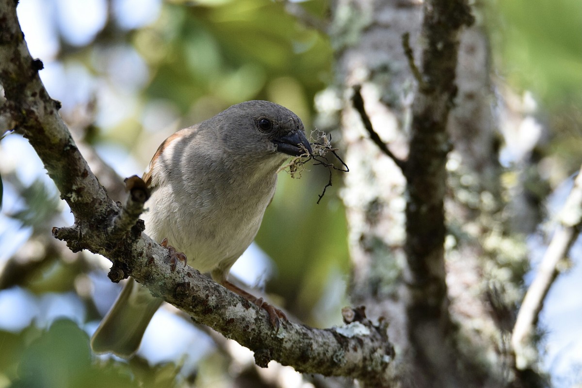 Southern Gray-headed Sparrow - Regard Van Dyk