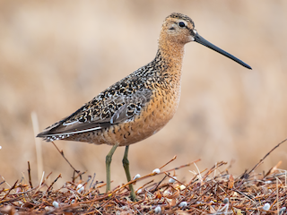  - Long-billed Dowitcher