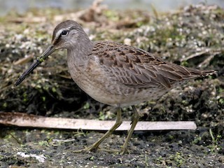 Juvenile - Jay McGowan - ML301558191