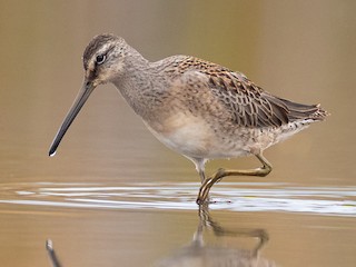 幼鳥 - Paul Jones - ML301558291