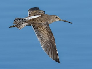 非繁殖成鳥/未成年鳥 - Jerry Ting - ML301558361