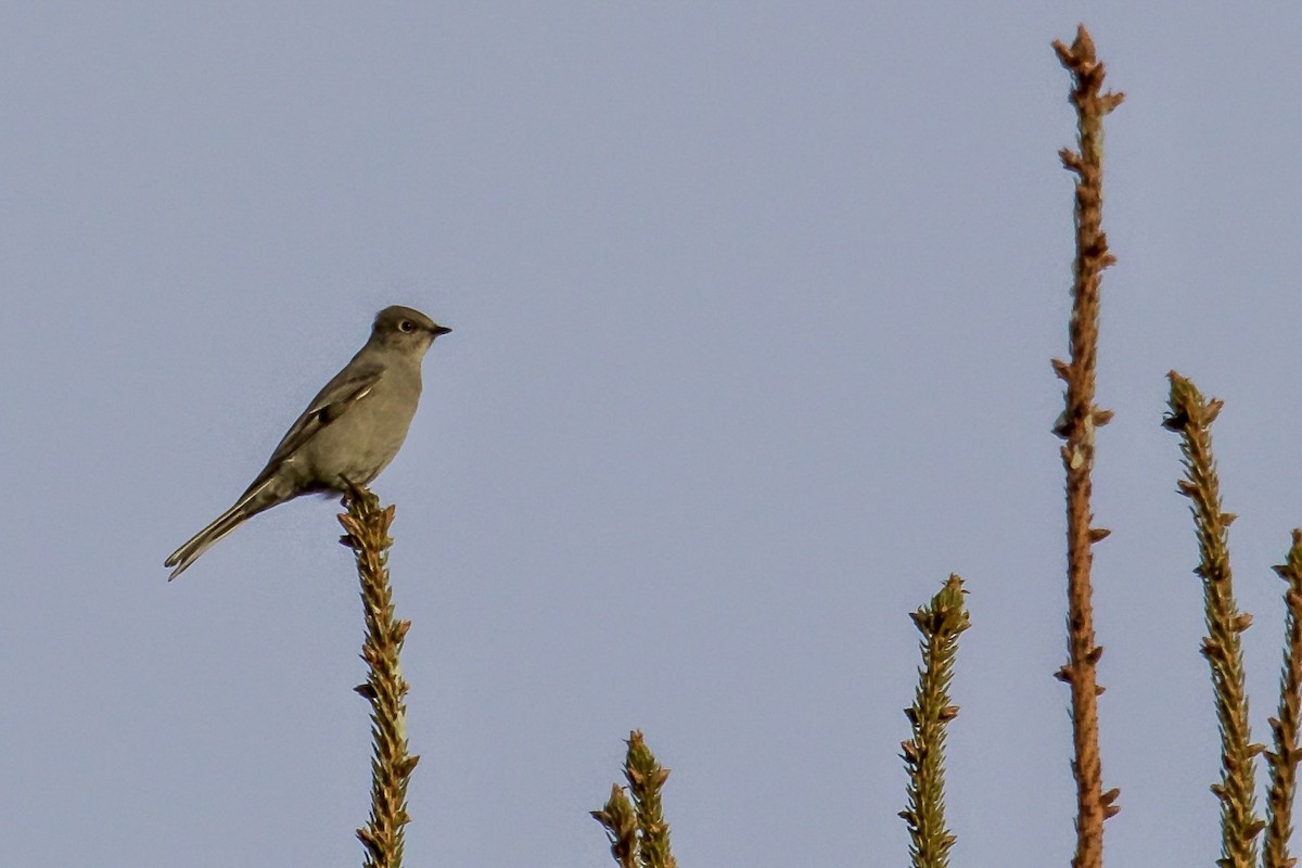 Townsend's Solitaire - ML301559581