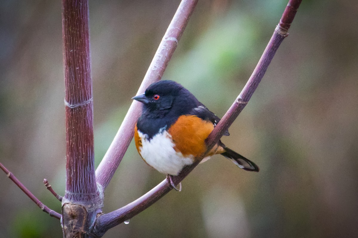 Spotted Towhee - ML301559981