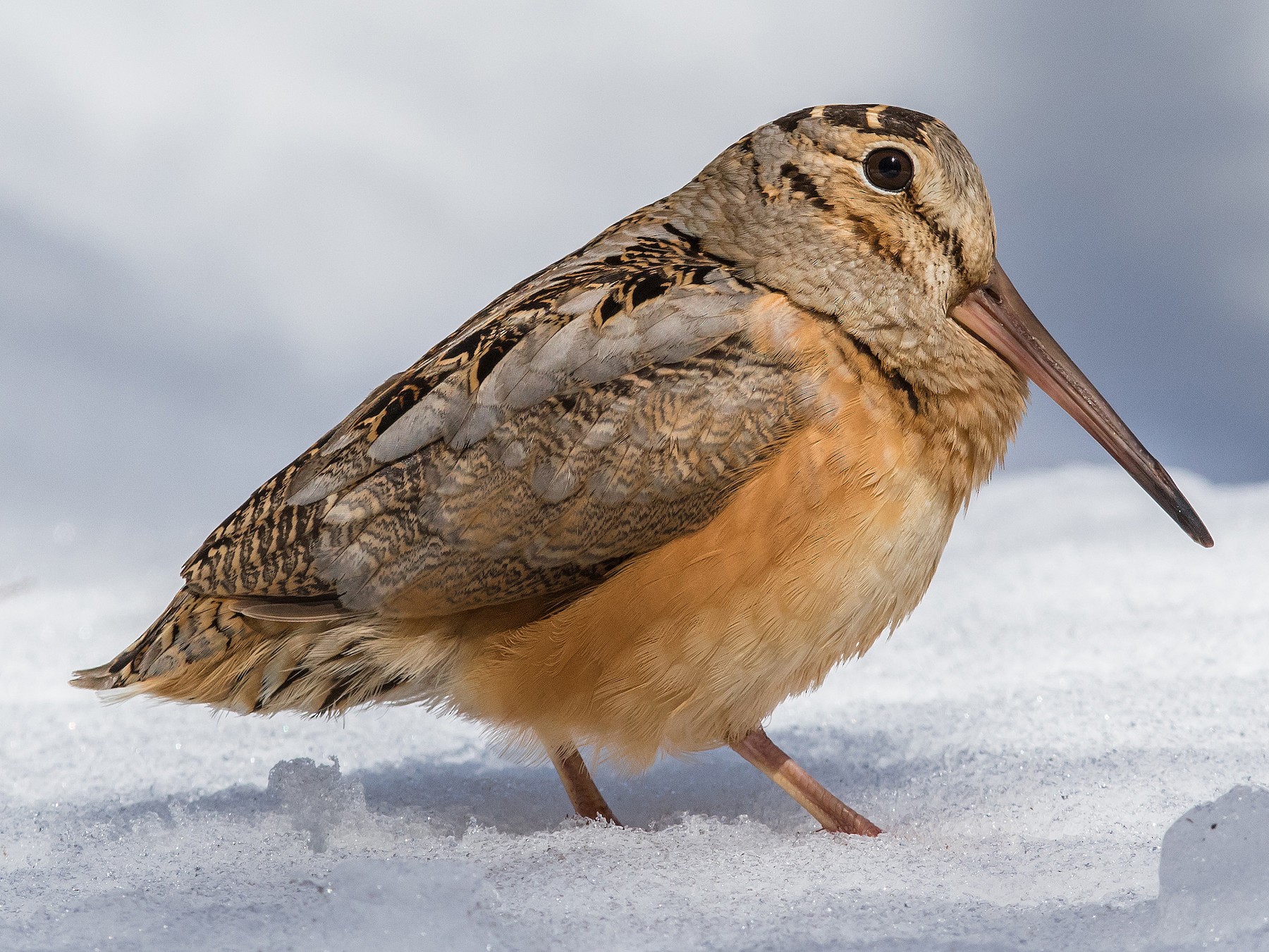 American Woodcock - Louis Brodeur