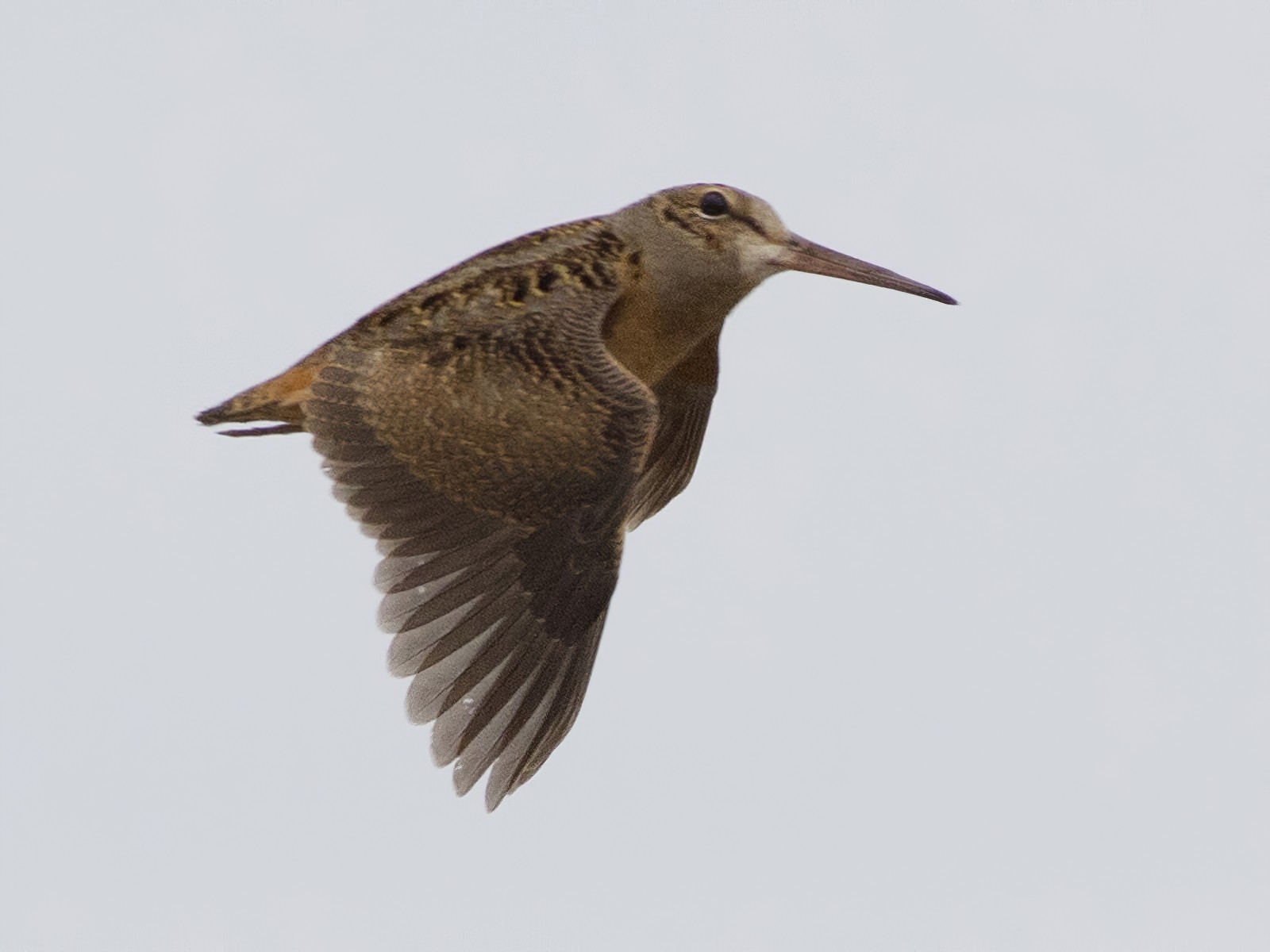 American Woodcock - Samuel Paul Galick