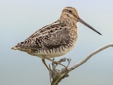 Wilson's Snipe - Range map: Non-breeding - eBird Status and Trends