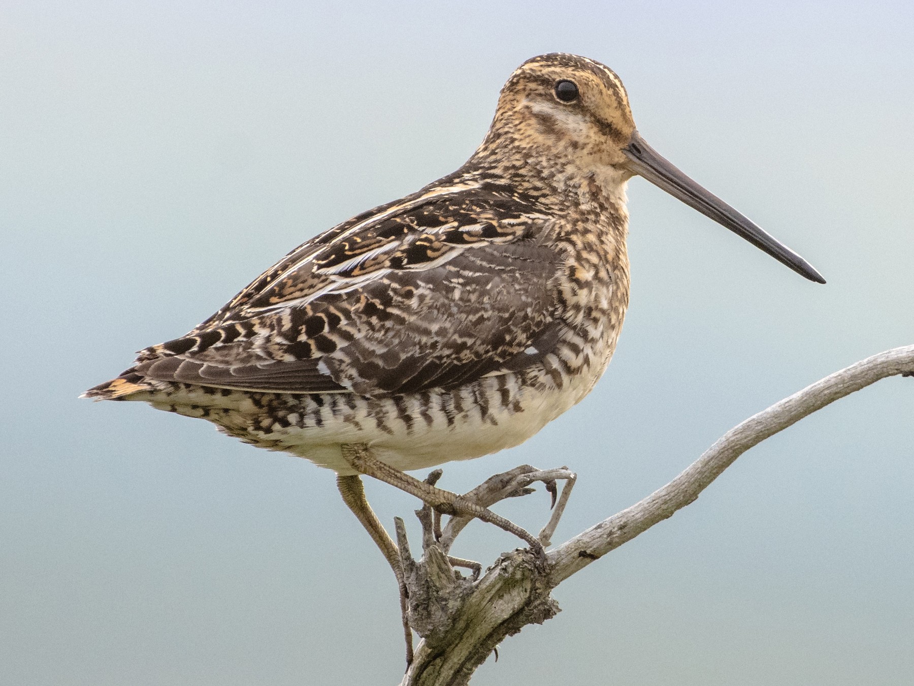 Wilson's Snipe - Bryan Calk