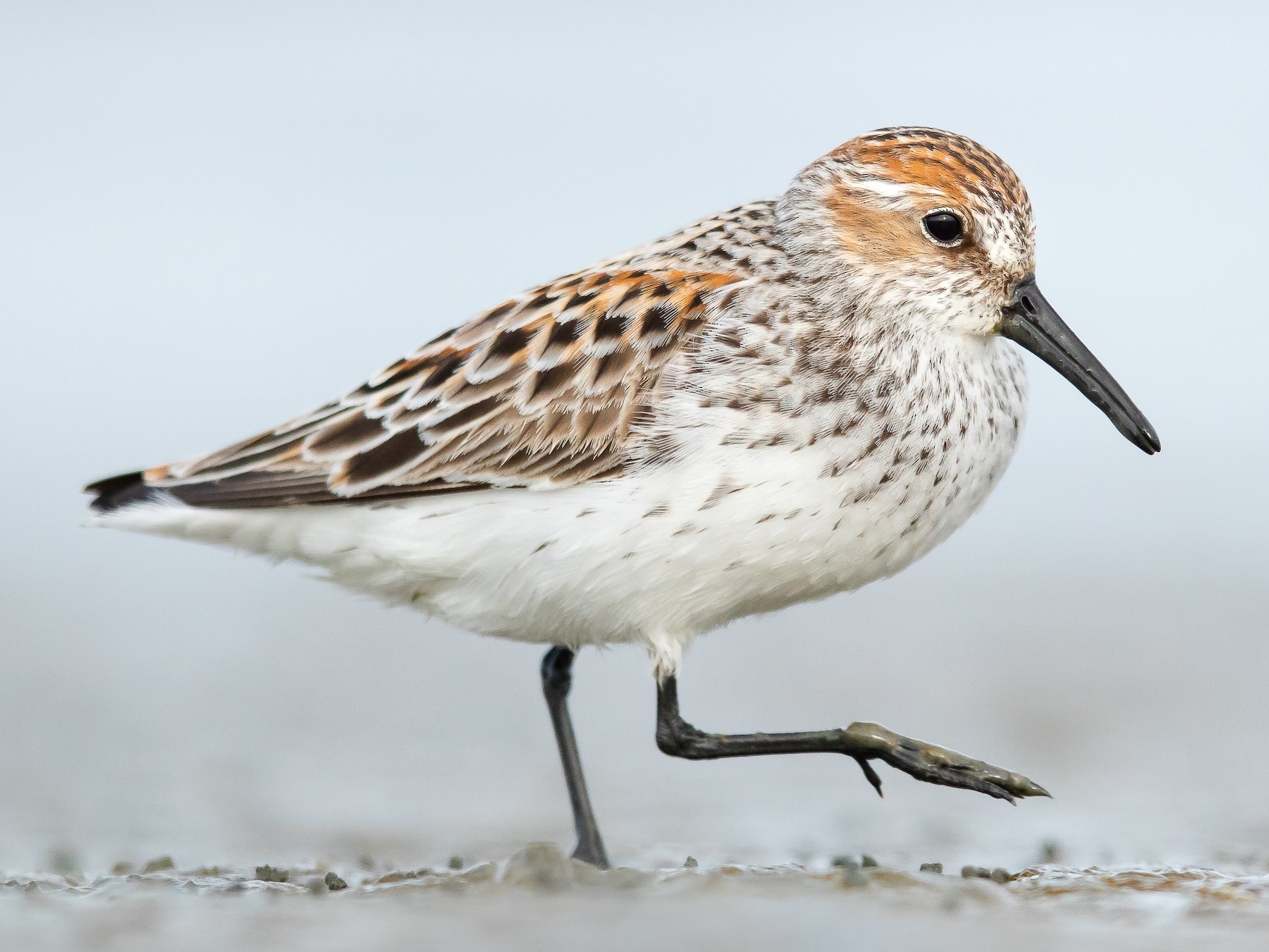 Western Sandpiper - Dorian Anderson