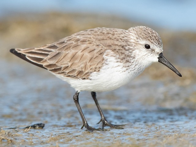 western sandpiper vs. semipalmated sandpiper