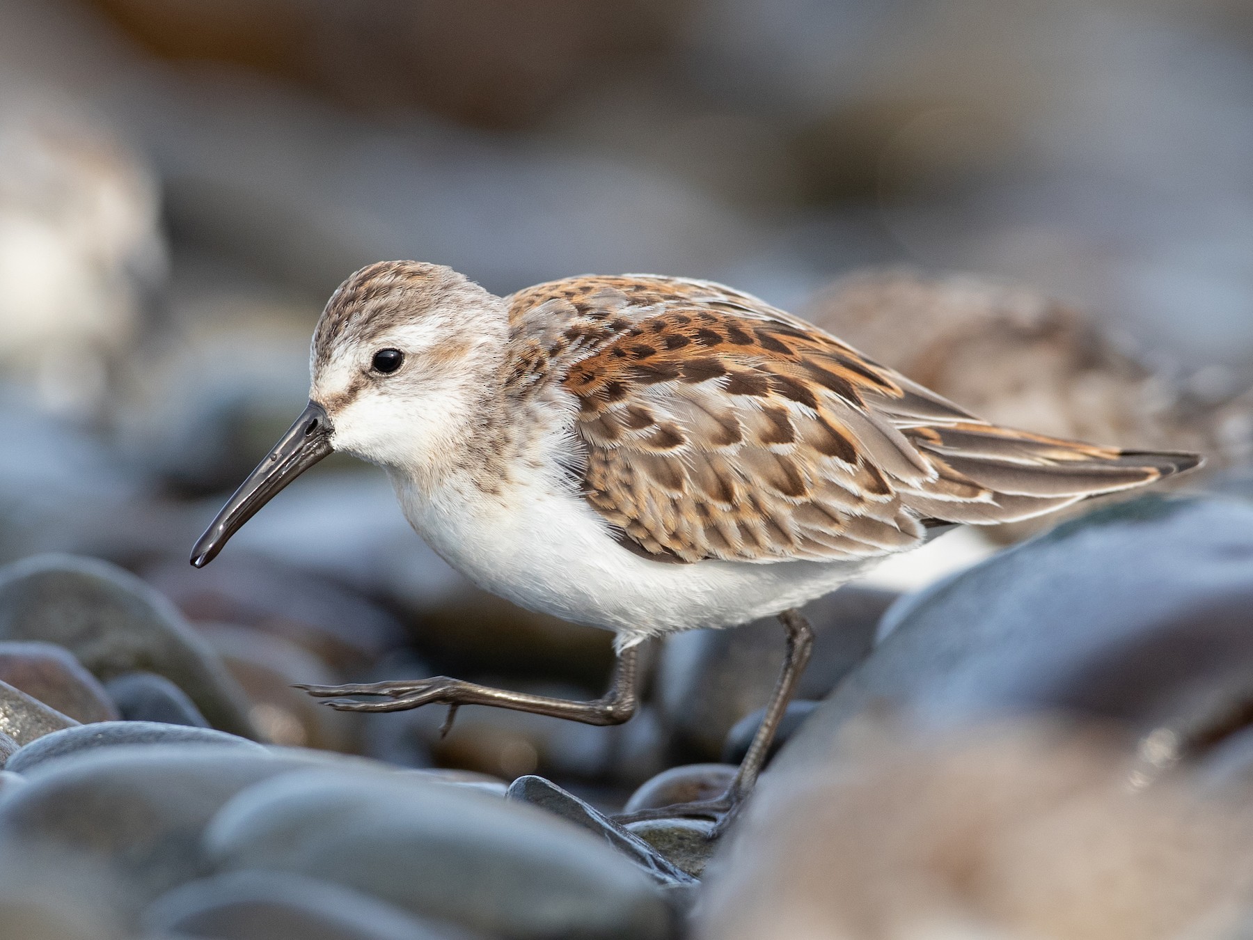 Western Sandpiper - Ian Davies