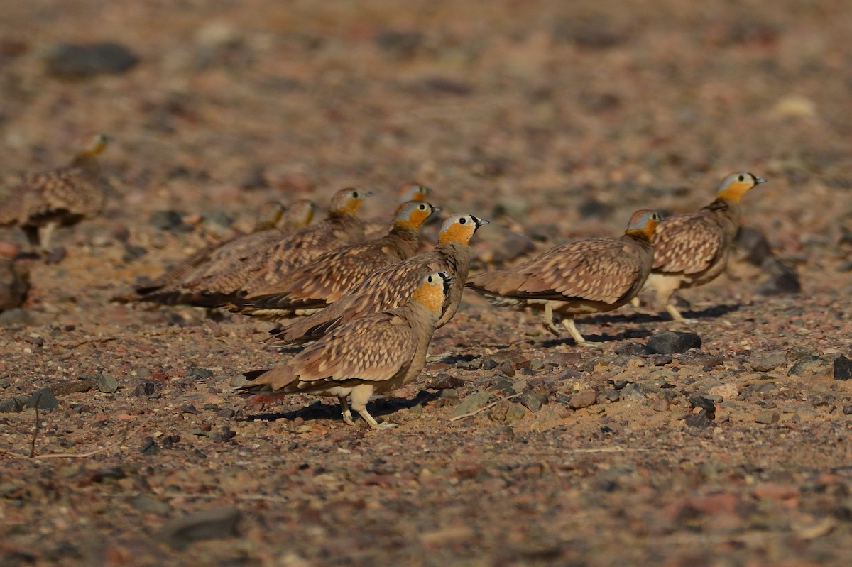 Crowned Sandgrouse - Watter AlBahry