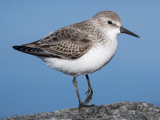 ヒツジヒメ ヒメハマシギ - eBird