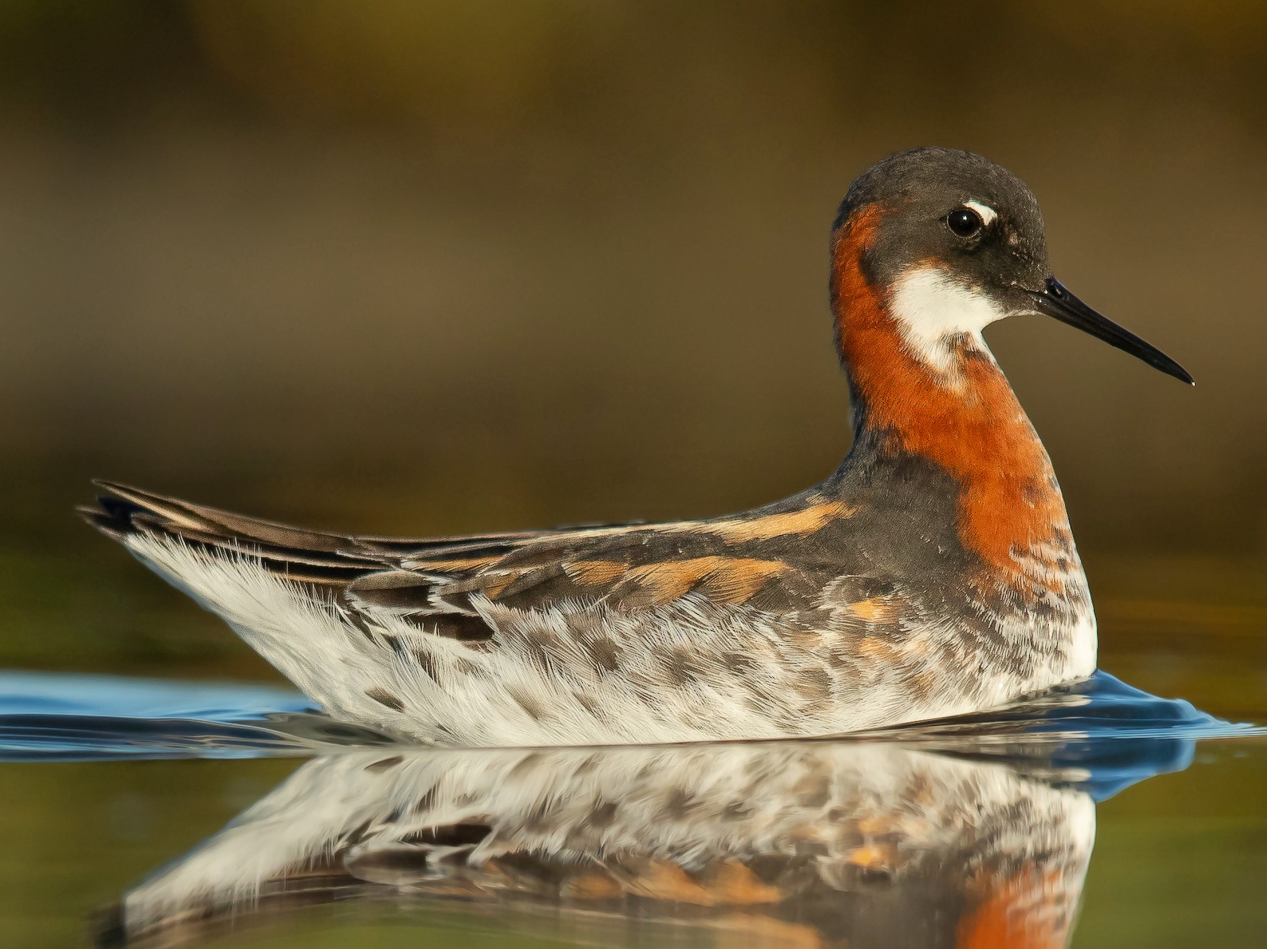 Red-necked Phalarope - Dorian Anderson