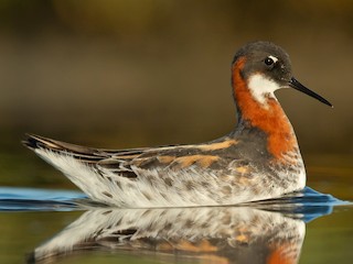 繁殖期雌鳥 - Dorian Anderson - ML301571851