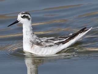  - Red-necked Phalarope