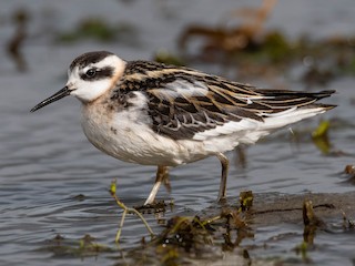  - Red-necked Phalarope