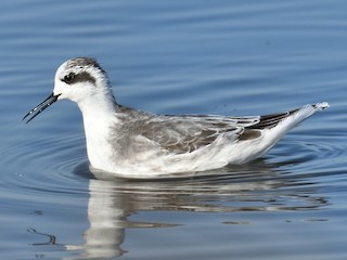  - Red-necked Phalarope