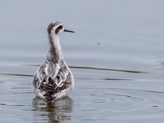  - Red-necked Phalarope