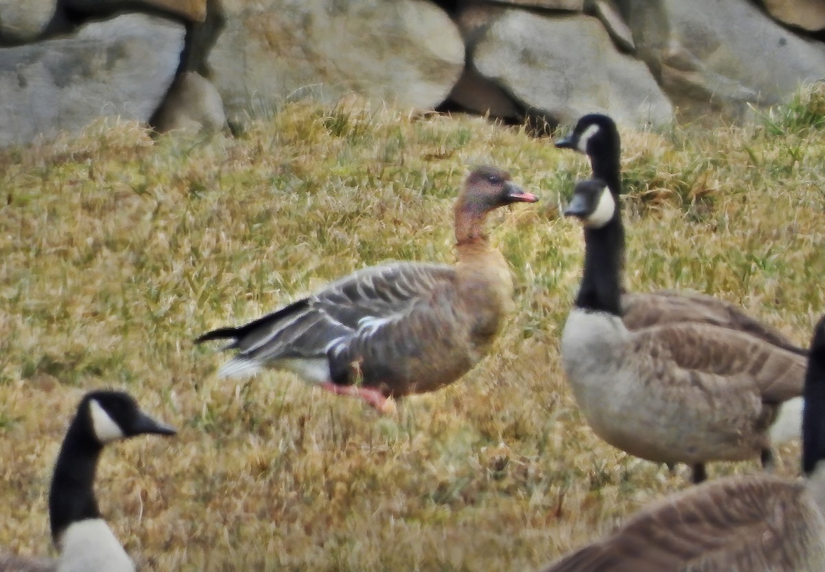 Pink-footed Goose - ML301573481