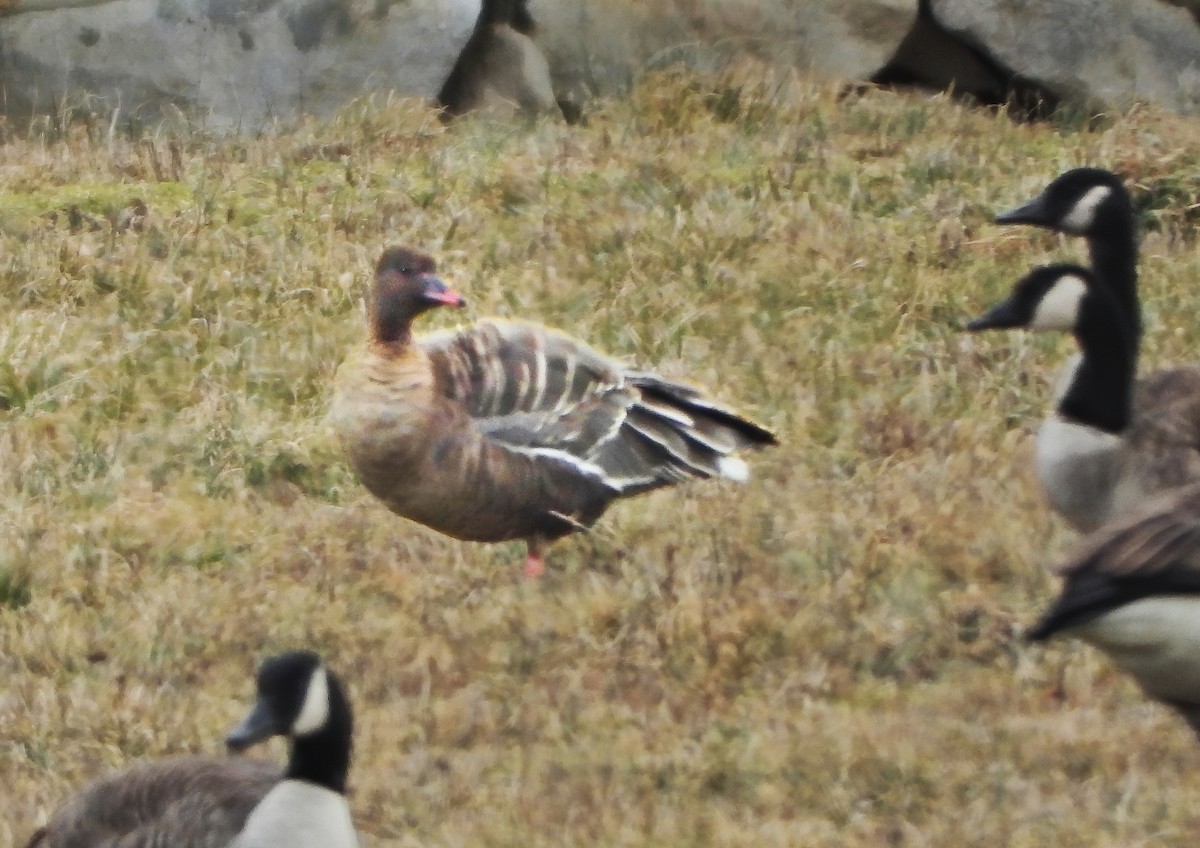 Pink-footed Goose - ML301573681