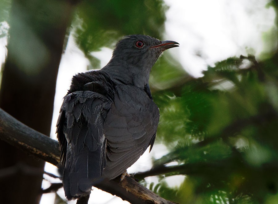 Gray-bellied Cuckoo - Suresh Sharma