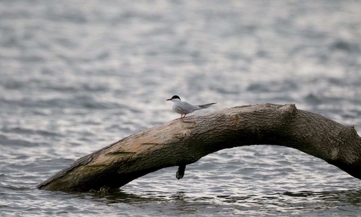 Common Tern - ML30157411