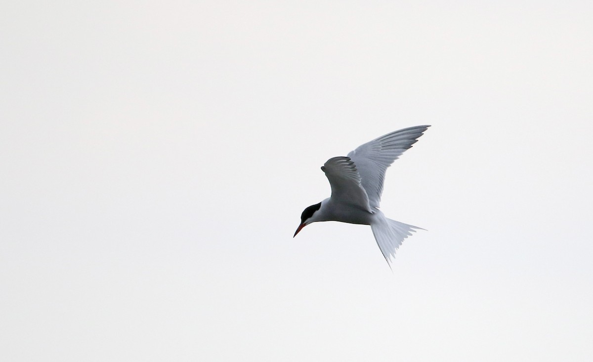 Common Tern - ML30157511