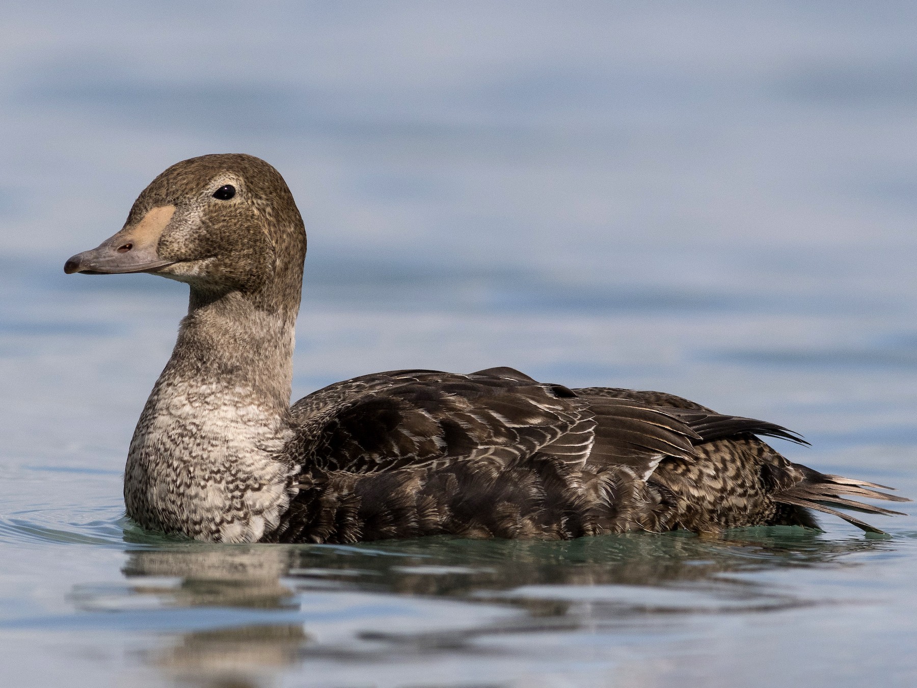 King Eider - eBird
