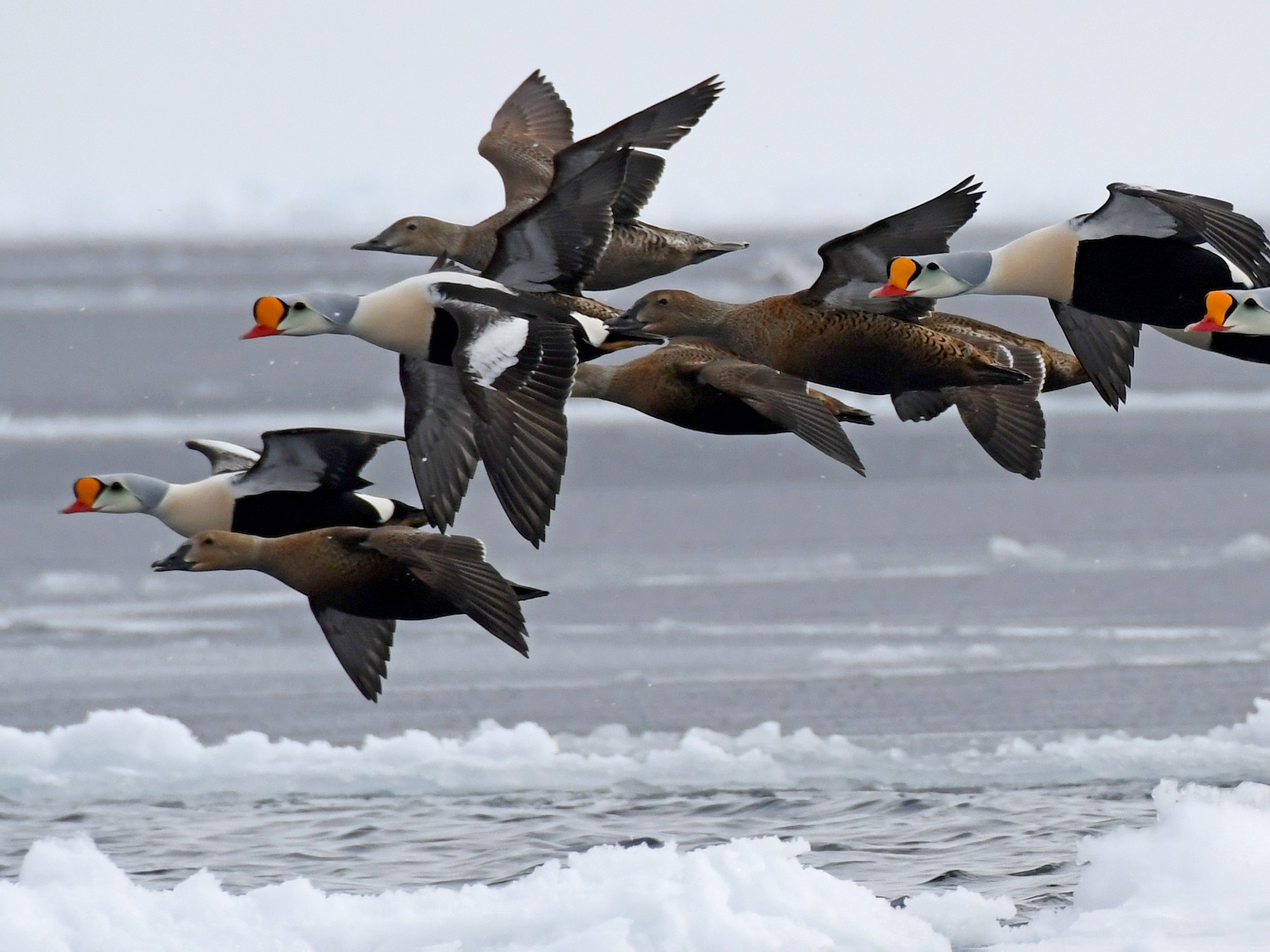 King Eider - Lev Frid