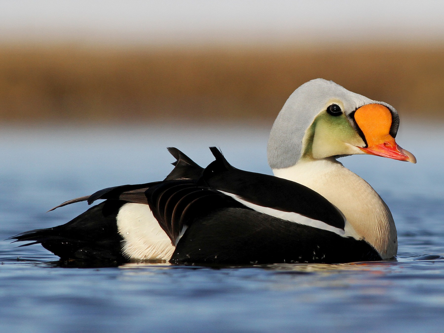 King Eider - Ian Davies