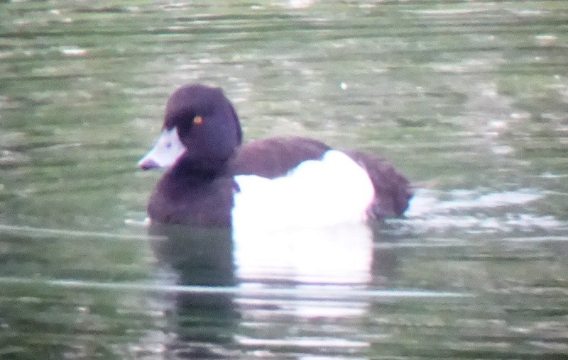 Tufted Duck - ML30157921