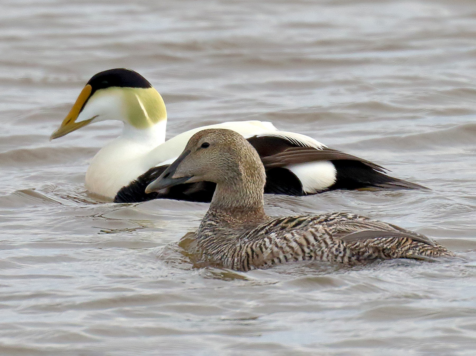 Common Eider - Ian K Barker