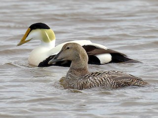 雄鳥和雌鳥 (Hudson Bay) - Ian K Barker - ML301581721