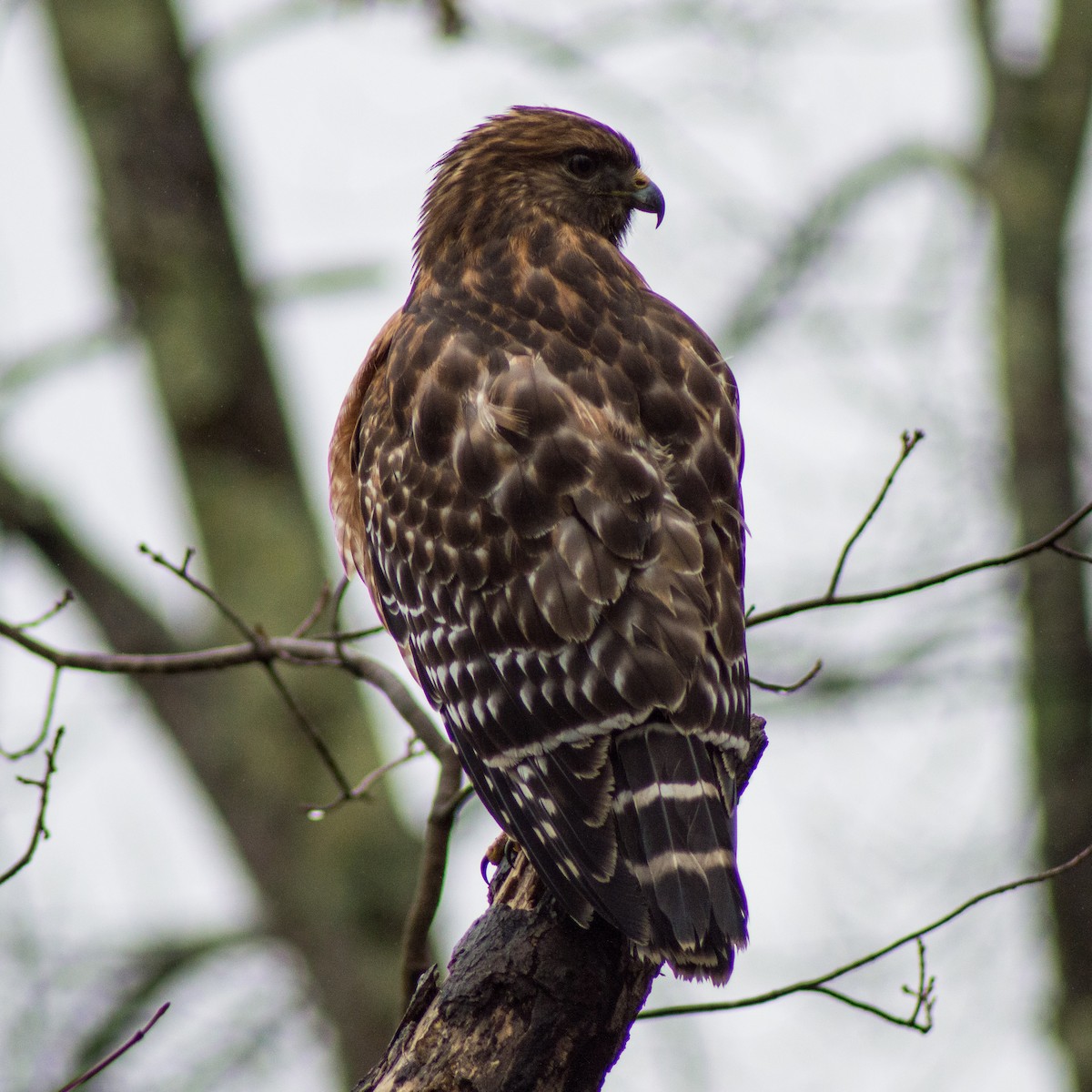 Red-shouldered Hawk (lineatus Group) - ML301584201