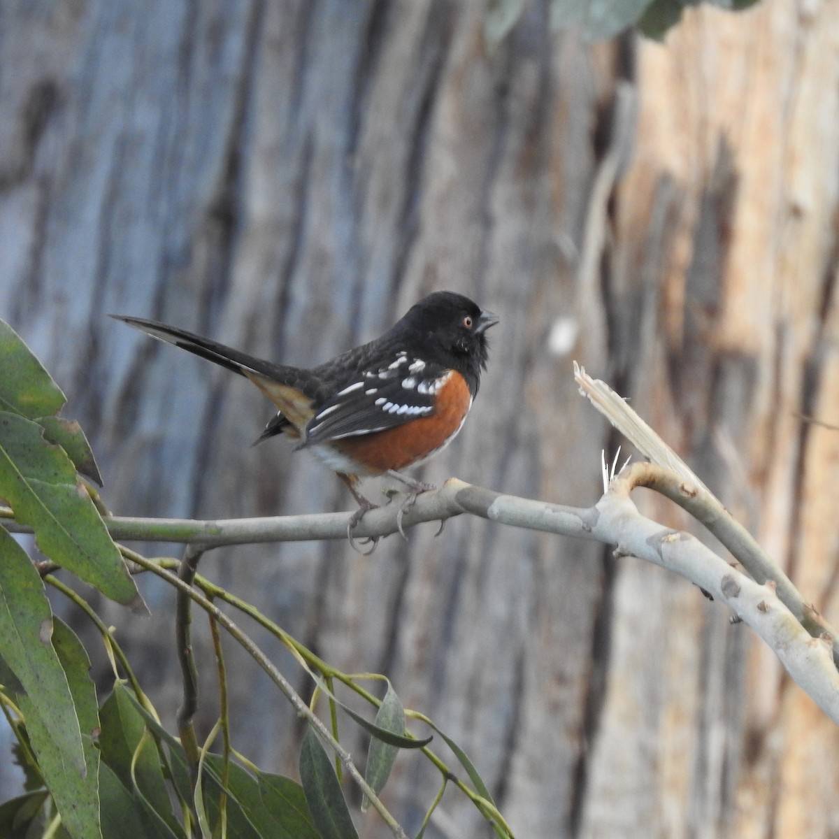 Spotted Towhee - Michelle Haglund
