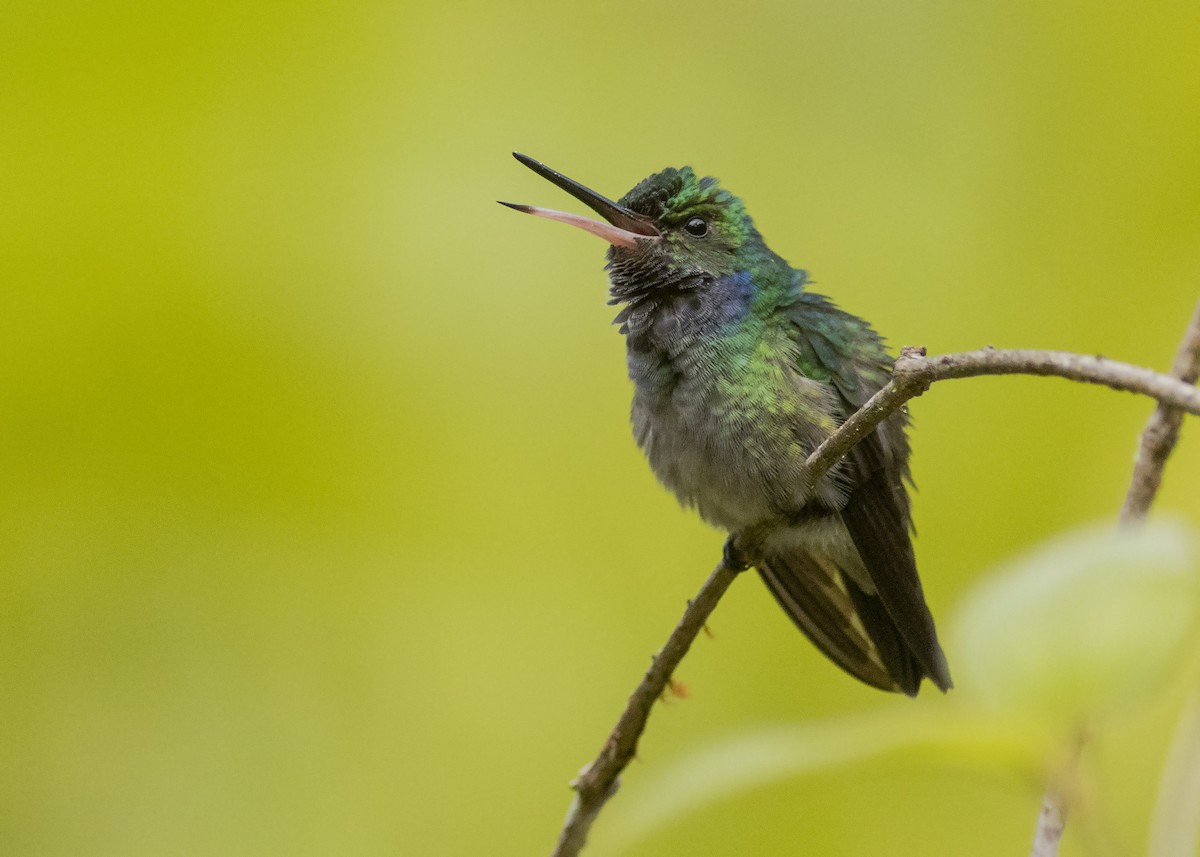 Charming Hummingbird - Guillermo  Saborío Vega