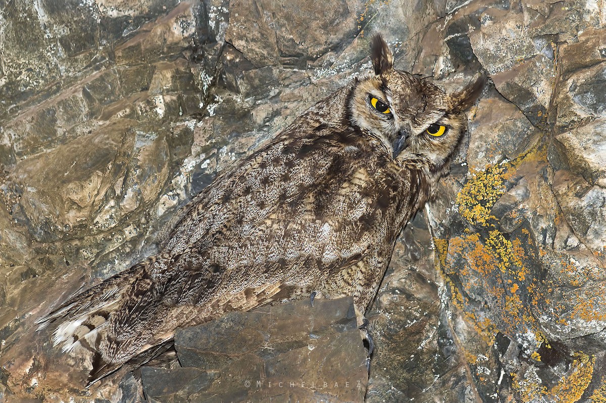 Lesser Horned Owl - ML301592641