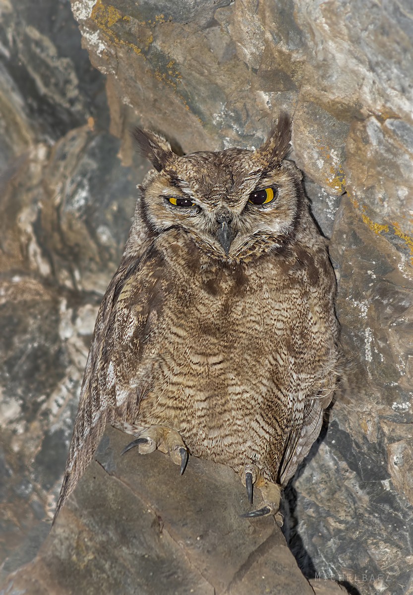 Lesser Horned Owl - ML301592651