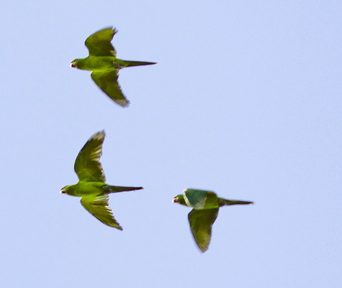 Green Parakeet - Robert Bochenek