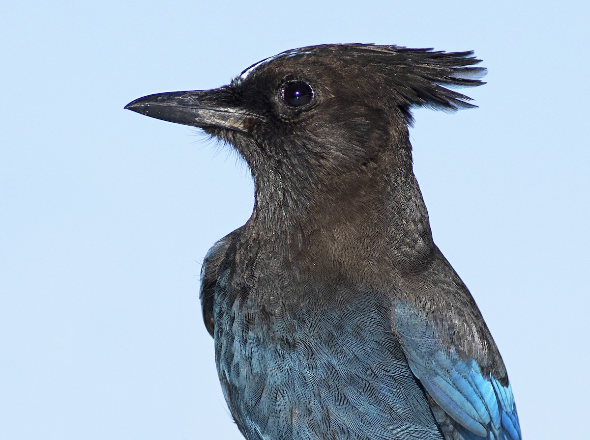 Steller's Jay - Robyn Waayers