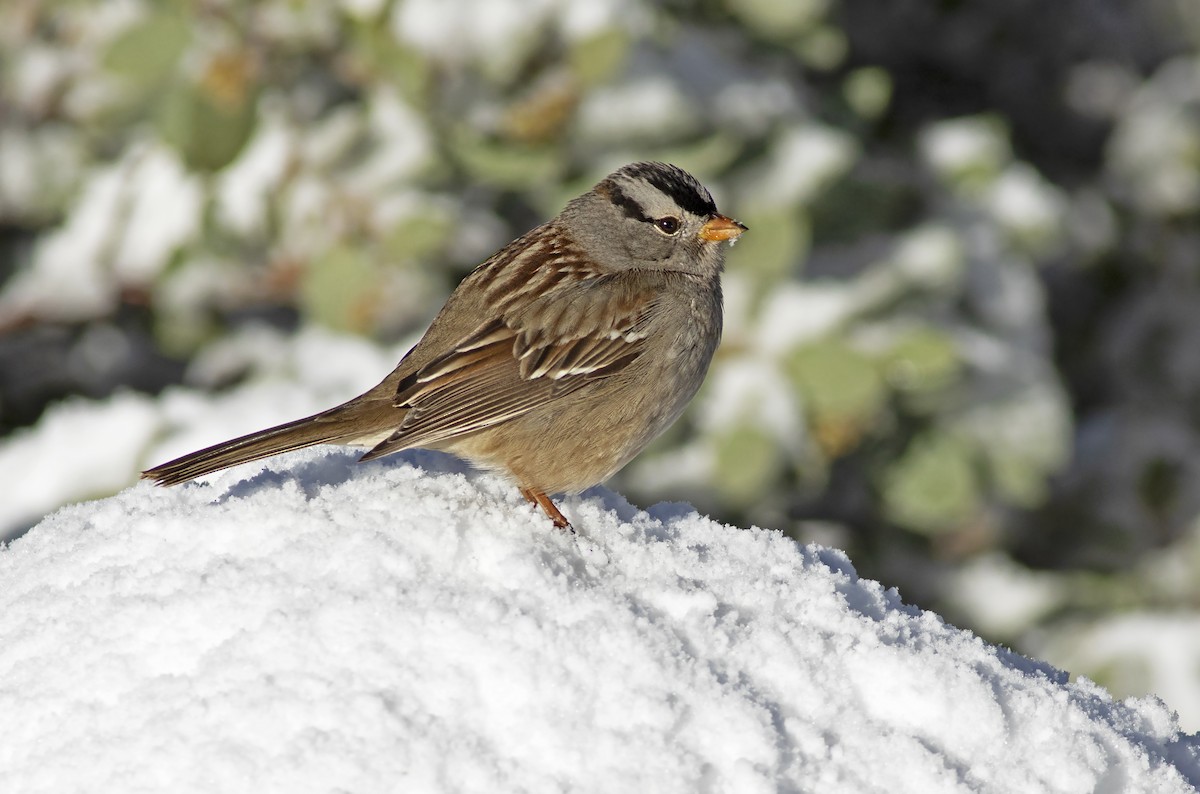 White-crowned Sparrow - Robyn Waayers